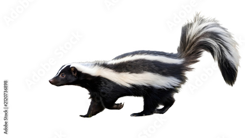Skunk walks across a clean surface while displaying its signature black and white fur pattern for a clear profile shot.