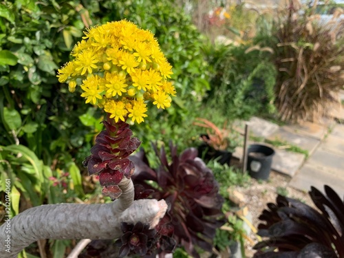 Fotografie Bright yellow star shaped flower cluster blooming on dark Aeonium arboreum Zwartkop black rose succulent plant in Oceanside California