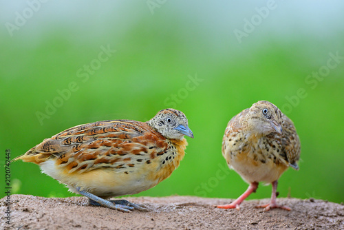 brown to red mother bird feeding its check on rainny day, small or common buttonquail family while foraging on dirt hill