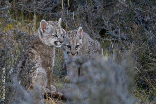 Canvas Print Pair of Puma cubs at play Patagonia