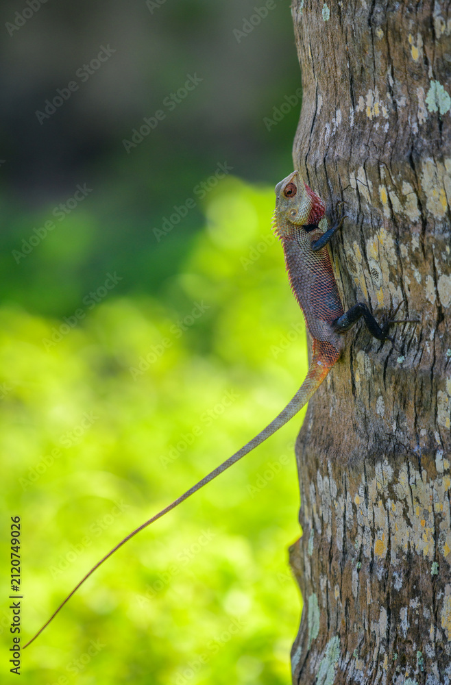 Obraz premium Male lizard clinging to a textured tree trunk against a bright, soft green background