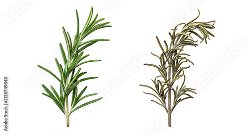 Fresh Rosemary Sprigs Isolated Plant Duo.