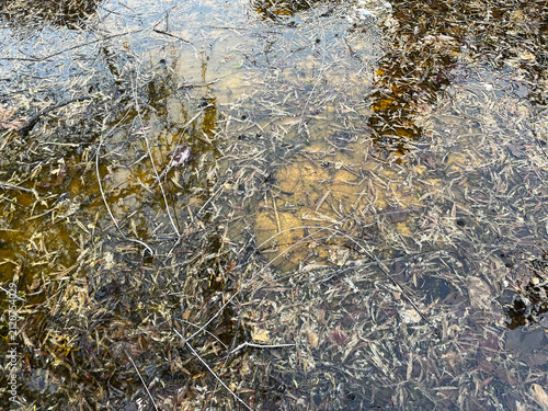 Canvas Print Lake reeds on dirty lake water in Istanbul, Turkey.