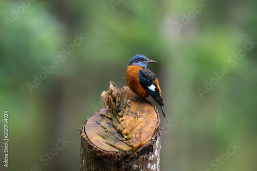 A colorful Male Blue Rock Thrush perched on top of a weathered tree stump against a soft, creamy forest green bokeh background.