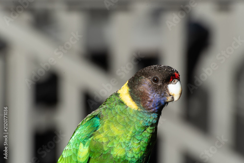Portrait of a western ringneck parrot, barnardius zonarius, also known as twenty eight parrot. Western Australia, Australia.