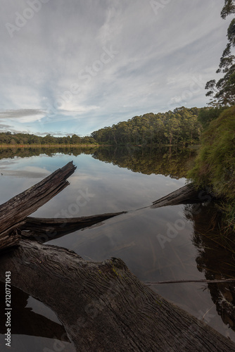 Reflections in the calm Beedelup Lake with fallen trees in the foreground, and karri forest surrounding. Beedelup, Western Australia, Australia.