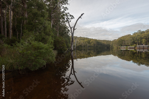 Dead karri tree in the margin of Beedelup Lake, reflected in the calm water. Beedelup, Western Australia, Australia.