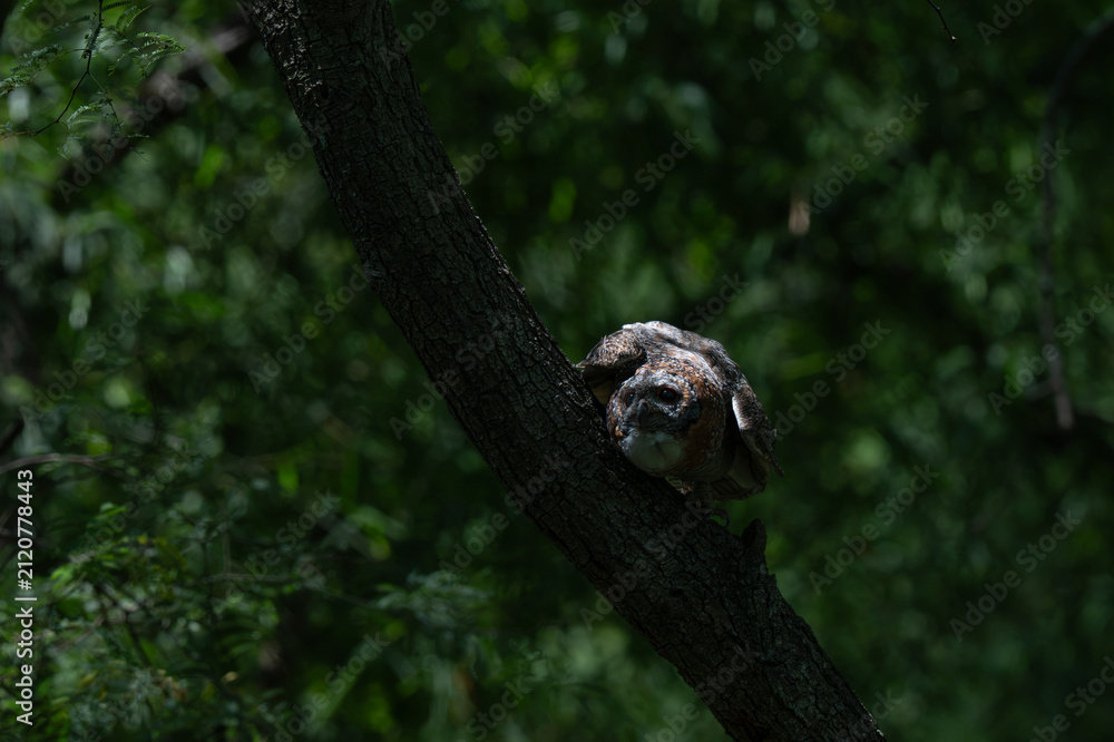 Obraz premium A Mottled wood Owl perched on a thick tree trunk in a dense forest. The wild raptor is captured in moody, natural woodland lighting, face against a soft, leafy background. The background is dark.