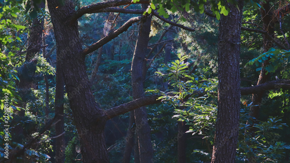 Fototapeta premium Sunlight Filtering Through Dense Forest Canopy, Illuminating Green Leaves and Tree Trunks in a Wild Woodland Scene