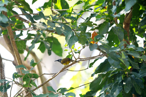 Принти на полотні The oriole warbler (Hypergerus atriceps) is a large warbler in the family Cisticolidae, and the only member of the genus Hypergerus