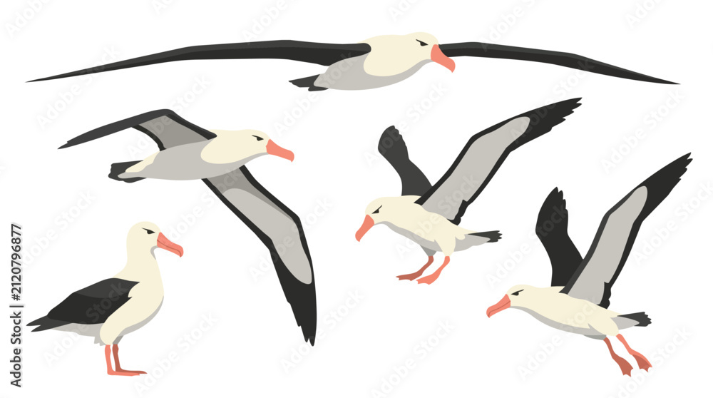 Obraz premium Albatross bird set and flying seagull in sky for nature wildlife documentary, animal education and nautical theme. Sea birds, petrel and wingspan with migration, ocean life and aquatic species icon