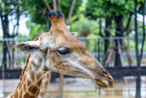 Canvastavla A close-up portrait of a Cape giraffe (Giraffa giraffa giraffa) highlights its patterned face, long eyelashes, and gentle expression