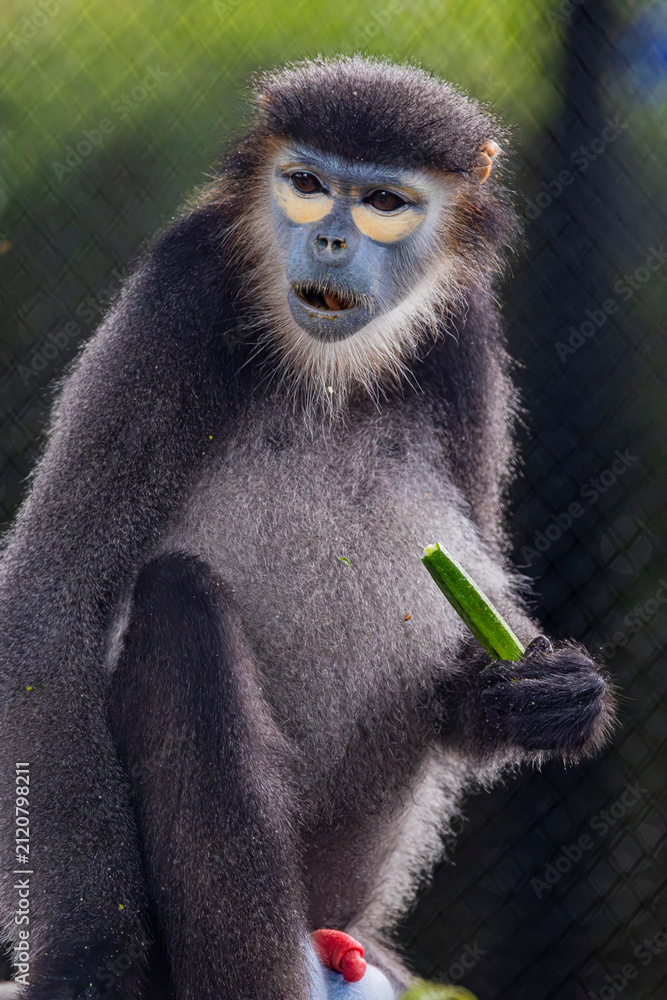 Fototapeta premium black-shanked douc (Pygathrix nigripes) is an endangered species of douc found mostly in the forests of Eastern Cambodia