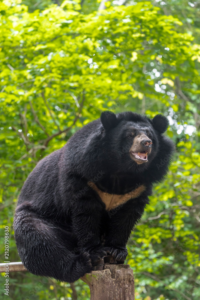 Fototapeta premium A seated Asiatic black bear Ursus thibetanus rests calmly, showing its dark coat and distinctive crescent-shaped chest marking.
