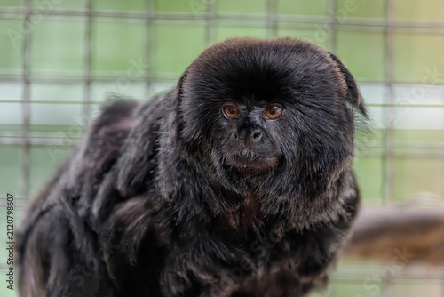 Photography A Goeldi’s Monkey (Callimico goeldii) perched on a branch, showing its dark fur, small size, and alert expression