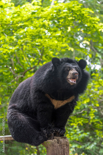 A seated Asiatic black bear Ursus thibetanus rests calmly, showing its dark coat and distinctive crescent-shaped chest marking.