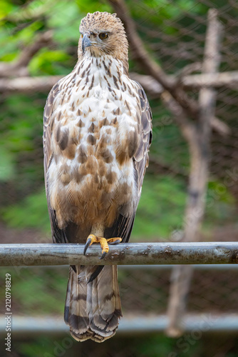 Fotografía The changeable hawk-eagle (Nisaetus cirrhatus)  is a large bird of prey species of the family Accipitridae