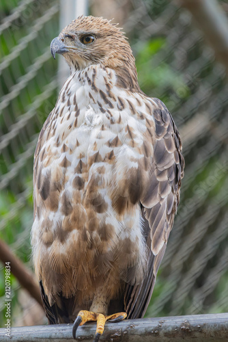 Fotografía The changeable hawk-eagle (Nisaetus cirrhatus)  is a large bird of prey species of the family Accipitridae