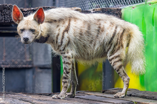 The striped hyena (Hyaena hyaena) is a medium-sized carnivore native to the Middle East, North Africa, and parts of the Indian subcontinent. It has a distinctive appearance, with a grizzled gray coat 