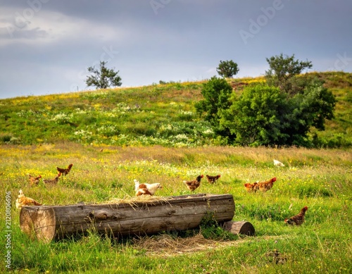 Free range chickens foraging in green meadow with log.