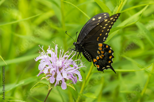 Canvas Print Close-up of a black swallowtail butterfly with orange and blue wing markings feeding on a purple wild bergamot flower, with parts of it's quickly moving (blurred)