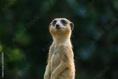 Fotografie meerkat on the lookout