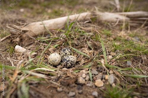A well hidden scrape nest of a Killdeer (Charadrius vociferus). Ground nest made amongst battered grassy field and stones. A popular nest type for shorebirds. Three mottled eggs in a nest