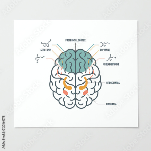Flat Design Human Brain Infographic with Labeled Regions and Neurotransmitter Pathways