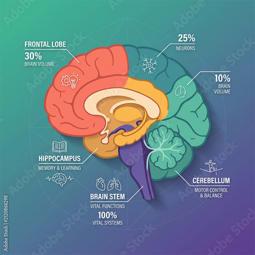 Human Brain Sagittal Cross-Section Infographic with Color-Coded Anatomical Regions