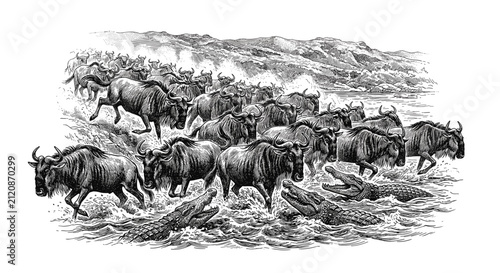 Wildebeest Crossing River in Herd.