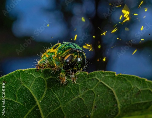Green caterpillar on leaf under night sky.