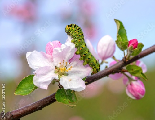 Green caterpillar crawling on pink apple blossom.