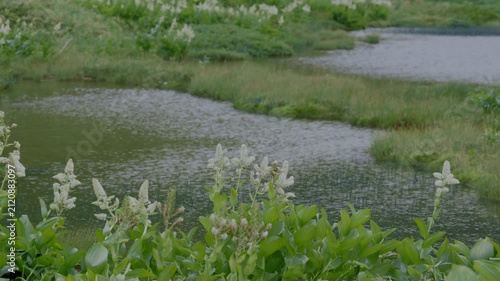 風に揺れる高山植物と波立つ池