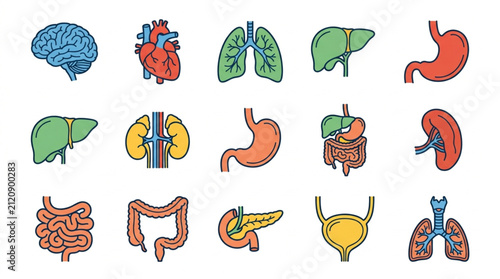 Fotografía Colorful Illustrated Human Organ Collection.