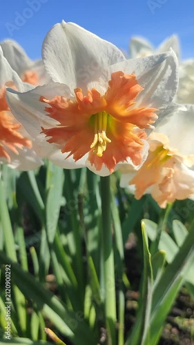 White orange blooming daffodils flowers growing in ground on background of green leaves and blue sky on sunny spring day. Flowers narcissus with petals inflorescence. Bulbous perennial Vertical