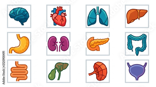 Cuadro en lienzo Colorful Illustrated Human Organ Collection.