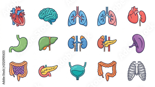 Cuadro en lienzo Colorful illustrated human organ collection set.