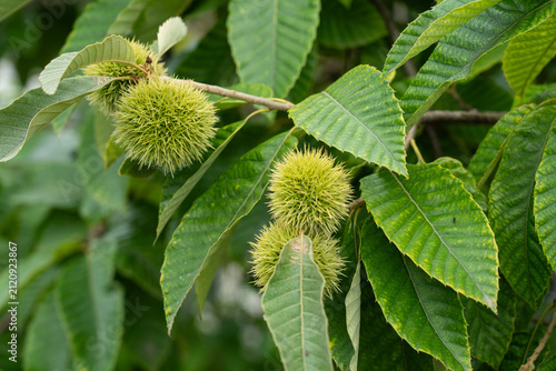 Bild auf Leinwand Unripe green chestnut burr on chestnut tree branch closeup