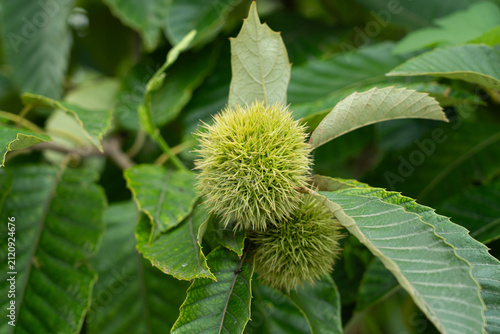 Foto Close-up of unripe green chestnut burr growing on tree branc
