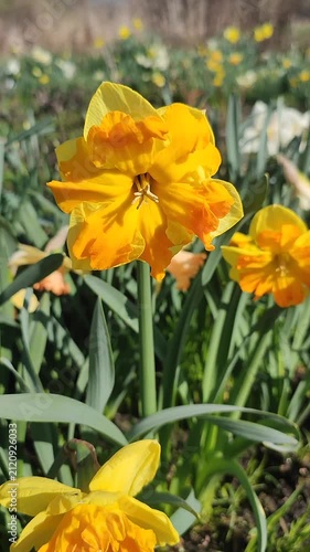 Orange yellow blooming daffodils flowers growing in ground on background of green leaves and flowers on sunny spring day. Flowers narcissus with petals inflorescence. Bulbous perennial Vertical
