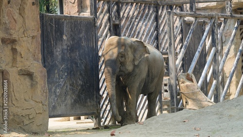 asian elephant walking around in chengdu zoo, biggest animal in the world, portrait of big elephant in its natural habitat