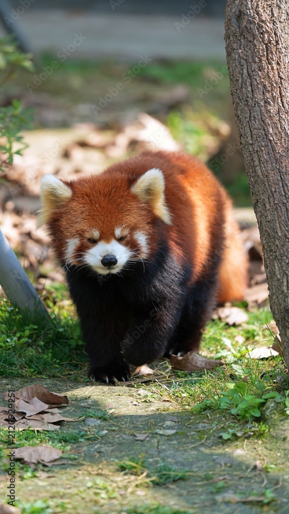 Obraz premium portrait of red panda sunbathing time in the afternoon
