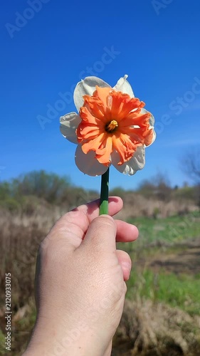 White orange blooming daffodils flowers in hand on background of greenery and blue sky on sunny spring day. Blooming narcissus flowers with petals in inflorescence. Bulbous perennial flowers. Vertical
