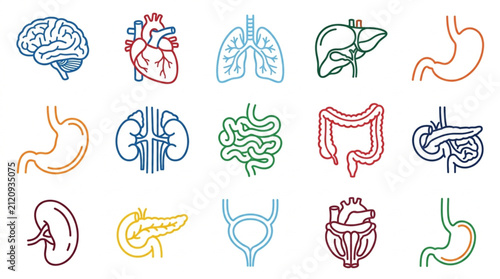 Bild auf Leinwand Colorful Line Art Illustrations of Human Organs and Systems.