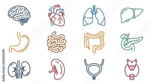 Foto Colorful Line Art Illustrations of Human Organs.