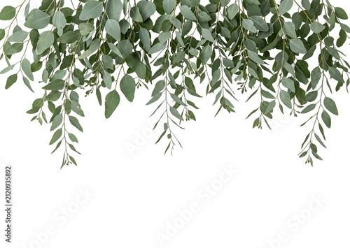 Green Leafy Branches on White Background