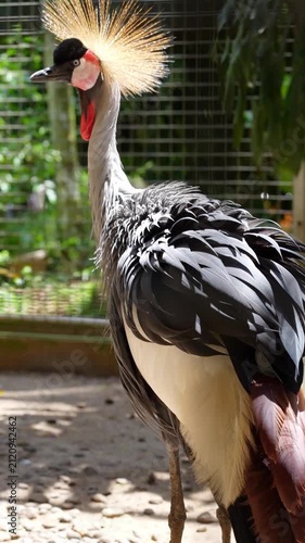 back portrait of grey crowned crane under the sun light inside the cage