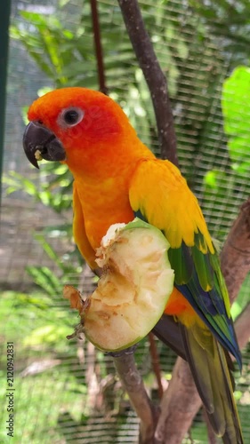 close up of sun parakeet eating in the afternoon in the park