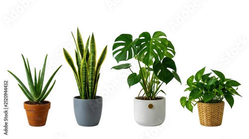 Set of four different green indoor house plants in various flower pots isolated on transparent background