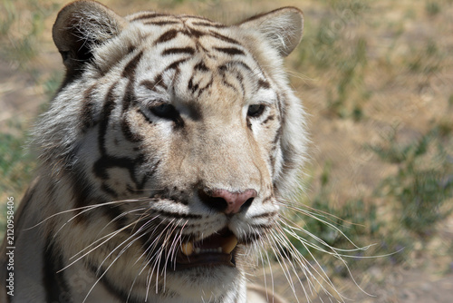 Canvas Print White Tiger in the forest